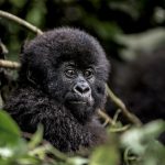Young mountain gorilla in the Virunga National Park, Africa, DRC, Central Africa.