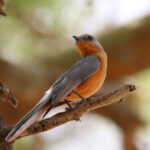 birding